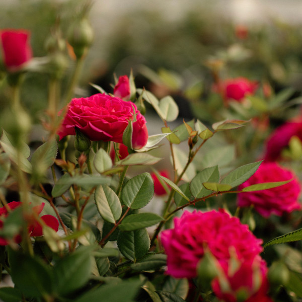 FUCHSIA TERRAZZA®